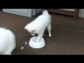 American Eskimo Dog Frosty & Shimmer Get Your Motor Running