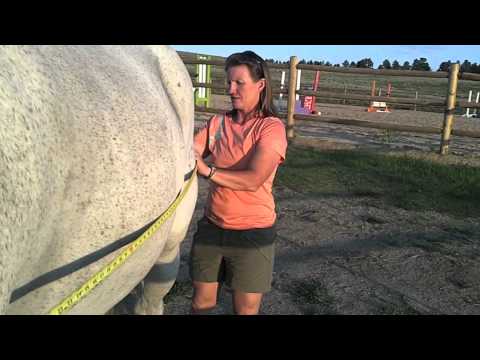 how to measure a horse for a blanket