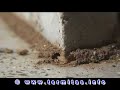 Termitas Subterr�neas I (Termites)