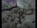 Dan Backflip Attempt