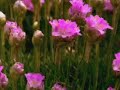 fleurs qui chantent de Queen !!! fleurs qui chantent de Queen !!!