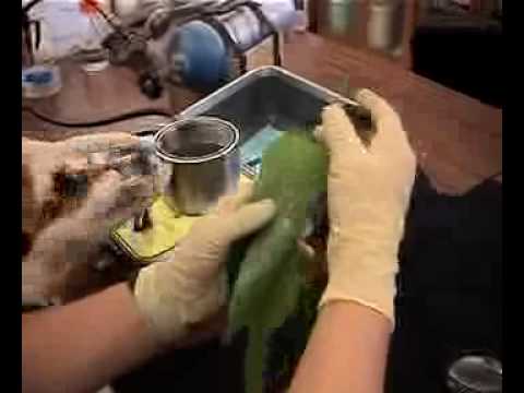 how to measure osmotic potential