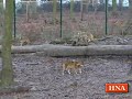 Neue HNA-Serie: Guck mal, der Wildpark Knüll