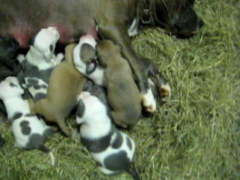 Pitbull adba