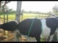 videos de MONTADA DE TOROS