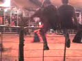 touradas circo irmãos vicentes 2
