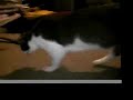 Killer Cat vs. Giant Moth