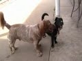 Scruffy Meets Scooter Scruffy Meets Scooter