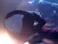 Tar Barrels Tar Barrels