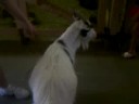 Zoo Trip Footage 5