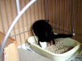 Click here to watch this video 閲覧注意！ 仔猫オリオンのトイレタイム