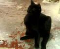 Oli the Cat