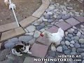 rabbit fight broken up by hens