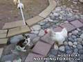 rabbit fight broken up by hens