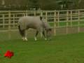 Thoroughbred Horse Has Allergy to Grass