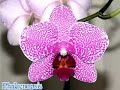 My Orchids My Orchids