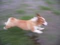 Goro@Welsh corgi 20080830 Run