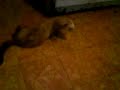 canelle