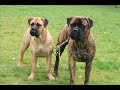 The Bullies at home.... c\",)