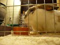 Sweetpea...the laziest bunny in the world! Sweetpea...the laziest bunny in the world!