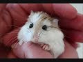 Cute Roborovski Hamsters Cute Roborovski Hamsters
