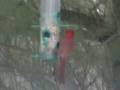 Cardinals at the bird feeder