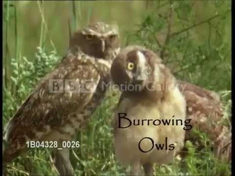 how to help endangered animals