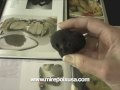 Fresh, black truffle mushroom recipe ideas