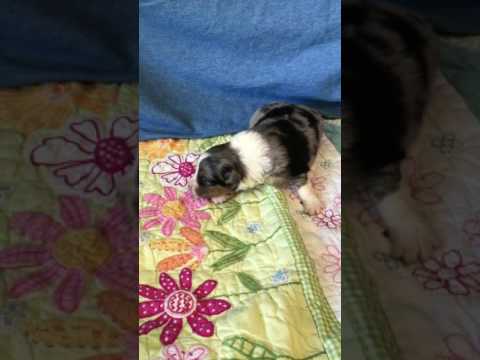 Maverick Blue Merle 2 weeks old