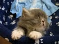 un chaton sur le point de s'endormire