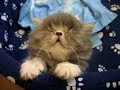 un chaton sur le point de s'endormire