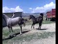 Puledro Arabo Ekshar