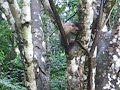 Macaquinhos again