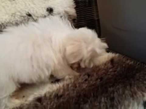 TINY LITTLE BALL OF FLUFF MALTESE FEMALE