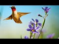 BEAUTIFUL RELAXING MUSIC, BEAUTIFUL NATURE SC ..