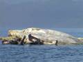 Sightseeing by boat in Kitimat BC