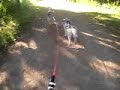 Siberian Husky scooter crash