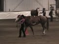 Novice Amateur Showmanship