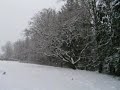 snow storm in estacada oregon ( near portland, oregon and mount hood ) on january 16, 2007