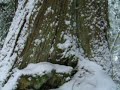 snow storm in estacada oregon ( near portland, oregon and mount hood ) on january 16, 2007