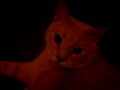 kitty talk 2