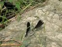 ?????Calopteryx atrata Selys??video 11