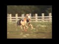 Gypsy Colts Galloping in Pasture in Bandera, Texas Gypsy Colts Galloping in Pasture in Bandera, Texas