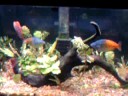 Acuario Plantado
