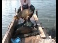 Fishing Team Romeo (CZ): Carp fishing in delta El Ebro/Spain (2012)