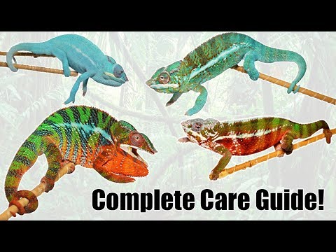 YouTube reptile video