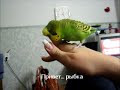 Говорящий Попугай Ричи-матерится,занимается сексом