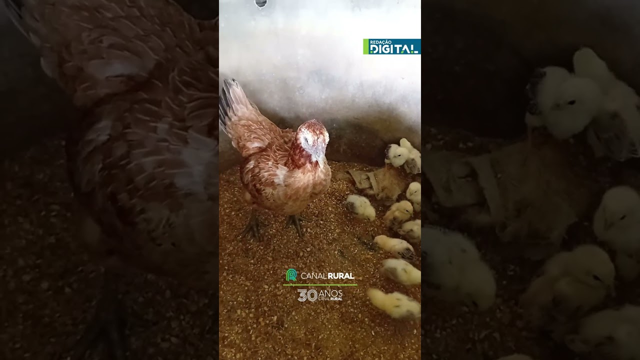 Água limpa dura segundos com galinha e seus filhotes