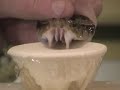 Venom Extraction from Lancehead pit vipers (Bothrops ssp)