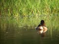 tufted duck tufted duck